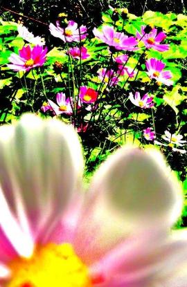 白やピンク色のコスモスが咲いている様子をアップで写した写真