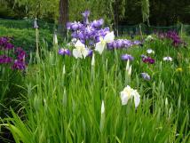 白や紫の花菖蒲が花を咲かせ始めている実籾本郷公園の様子写真