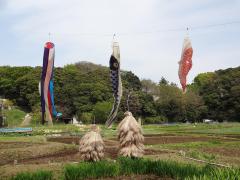 ほたる野の水田の上で泳いでいる鯉のぼりの写真