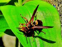 大きな葉っぱの上でスズメバチの捕食を撮影した写真