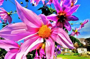 実籾・自然保護地区で咲いている沢山のダリアの花をアップで写した写真