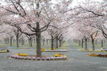 さくら広場で撮影された沢山の満開の桜の写真