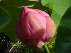 花が閉じつぼみになっているピンク色の漣のつぼみの写真（蓮は午後には閉じてしまいます）