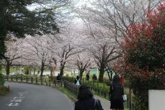 実籾本郷公園の道路の傍で沢山の桜の花が咲いている様子の写真