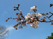 青空と桜の花や蕾が拡大して撮影されている写真
