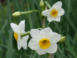 白と中央が黄色ののスイセンの花の写真