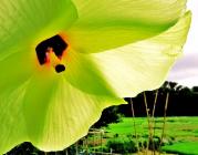 黄緑色の花弁をしたムクゲの花をアップで撮影した写真