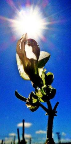 青空と輝く太陽の光、花びらが数枚重なって上を向いて咲いているサヤインゲンの花の写真