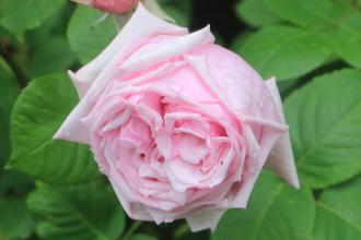 一輪のピンク色のバラの花をアップで写した写真