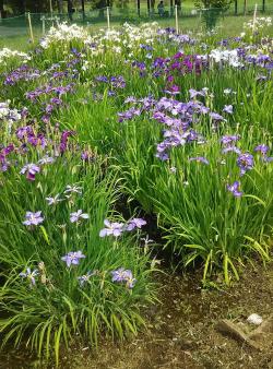 実籾本郷公園に白や紫の花菖蒲が満開に咲いている写真