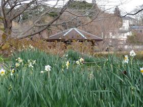 後方に見える休憩所の屋根が見え、公園中央の東屋あたりに咲いているスイセンの写真