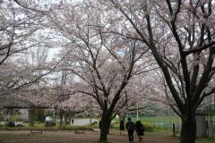 実籾本郷公園の大きな桜の木がたくさんの花を咲かせており、桜を見に来た人たちの写真