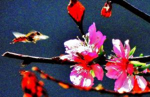 ピンク色のニワザクラの花が咲いており、その近くを昆虫が飛んでいる様子の写真