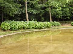 香澄公園のじゃぶじゃぶ池の傍に生えているアジサイの写真