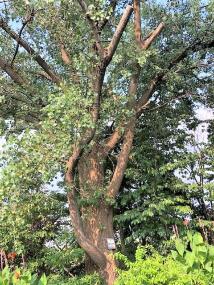 多くの葉をつけた巨大ポプラの木を下から写した写真