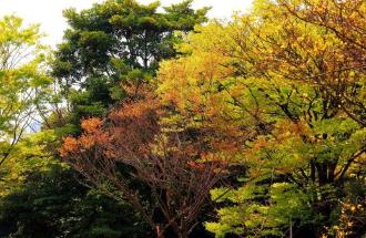 春に紅葉と若葉が入り混じった色とりどりの樹木を写した写真