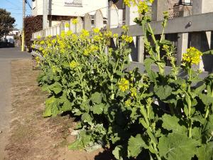 線路沿いの柵の前に黄色い花の菜の花が並んで咲いている写真