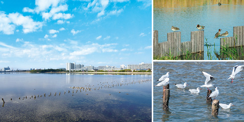 左：広大な谷津干潟の奥に高層階の建物が見えている写真、右上：干潟の中の柵の上で休んでいる水鳥の写真、右下：干潟の中に無数に出ている杭で休んでいる水鳥の写真