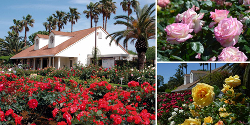 左：赤いバラの奥に見えるオレンジ色の屋根で白い壁の建物とヤシの木の写真、右上：白い花びらの渕がピンク色のバラの花の写真、右下：赤や白、黄色のバラの花の写真