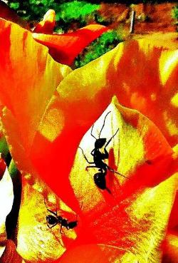 オレンジ色の花びらの中にいる2匹の黒蟻の写真