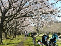 実籾本郷公園の桜並木の傍に自転車やベビーカーがあり、花見を楽しんでいる人々の写真