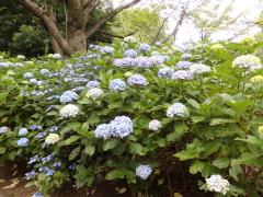 香澄公園の敷地に咲くたくさんの青色のアジサイの写真