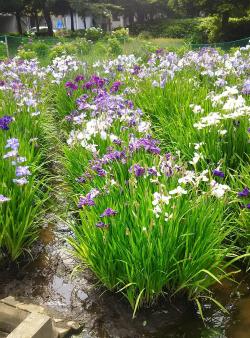 実籾本郷公園に白や紫の花菖蒲が咲いている写真