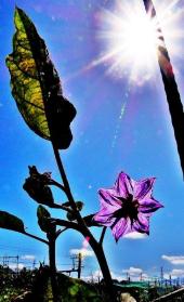青空とまぶしい太陽の光、紫色のなすの花が綺麗に咲いている写真