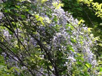 藤の花を拡大して撮影し、細かい枝や蔓が見える写真