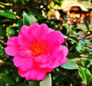鮮やかなピンク色のさざんかをアップで写した写真