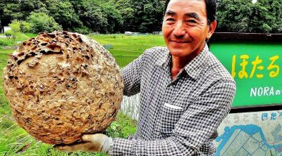 大きなスズメバチの巣を両手で持っている小野岩男氏の写真