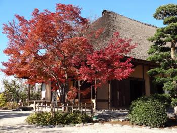 茅葺屋根の旧鴇田家住宅の横にある真っ赤に色づいた紅葉の写真