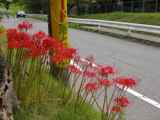 道路沿い電信柱の下に咲くヒガンバナの写真