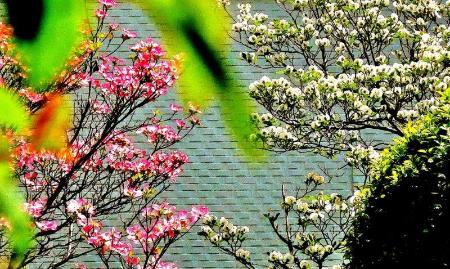 白やピンク色のハナミズキの花が咲いているの様子の写真