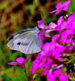 紫色のシバザクラにモンシロチョウが花の蜜を吸いにきた時の写真