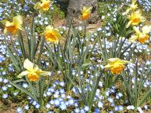 黄色いスイレンや青色の小さい花が咲いている様子の写真