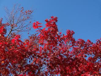青空に映える紅葉を写した写真