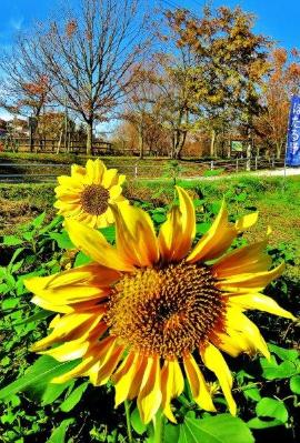 実籾・自然保護地区で咲いている大輪のヒマワリをアップで写した写真