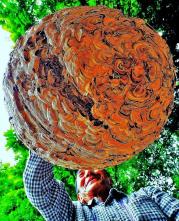 巨大なスズメバチの巣を触っている小野岩男氏を下から撮影した写真