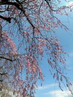 青空と沢山の桜が咲いている様子の写真