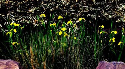 湿地に咲いた黄色い花のキショウブの写真