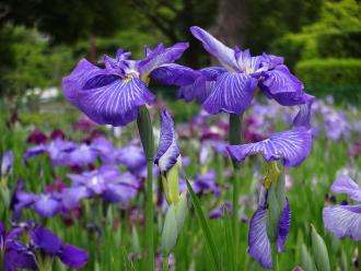 実籾本郷公園に紫色の花菖蒲が沢山咲いている様子の写真
