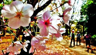 他の桜が散っている中、綺麗な形で残った桜の花のアップの写真