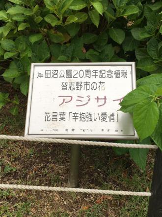 津田沼公園のアジサイの詳細が記載された看板の写真