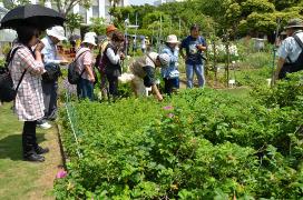 東邦大学の薬草園にある様々な薬草を見ている参加者たちの写真