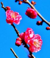 真っ赤な梅の花が咲いている枝をアップで写した写真