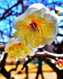 白梅の花をアップで写した写真
