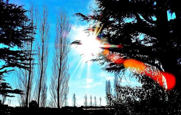 大きなポプラ並木が上空に向かって伸び、中央に太陽の光が反射されている幻想的な写真