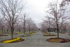 広大な広場一面に、等間隔に桜の木が植えられている桜の広場の写真