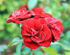 ラバグルートという真っ赤なバラの写真
